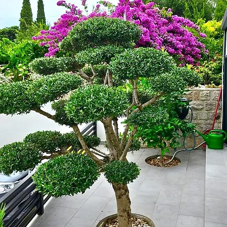 Maslina & Pinija Διαμέρισμα Crikvenica